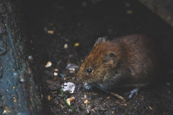 A small brown mouse